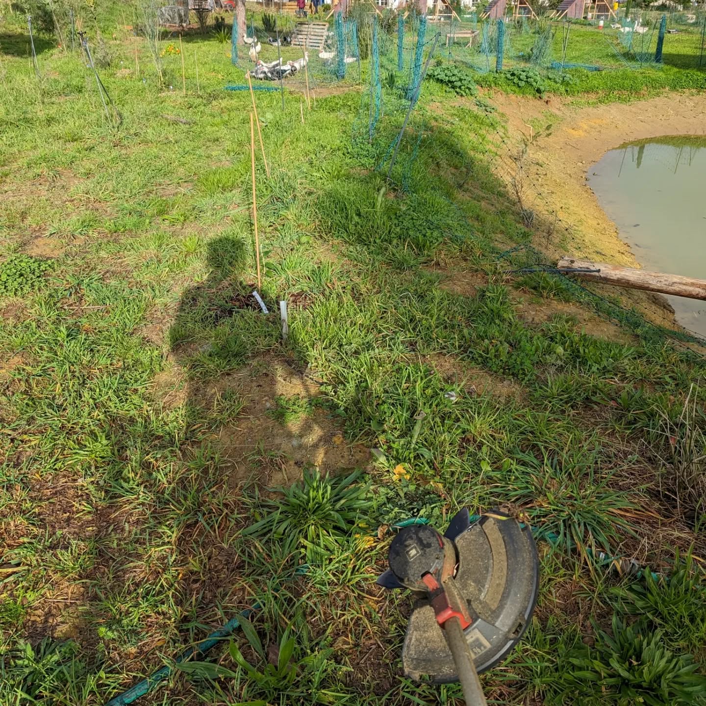 Mowing under the electric fence around the duck pond.