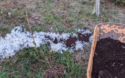 Soil care and closing nutrient cycles: mulching with feathers from harvested ducks, coffee grinds from the neighboring restaurant, and free biomass from a garden care team.