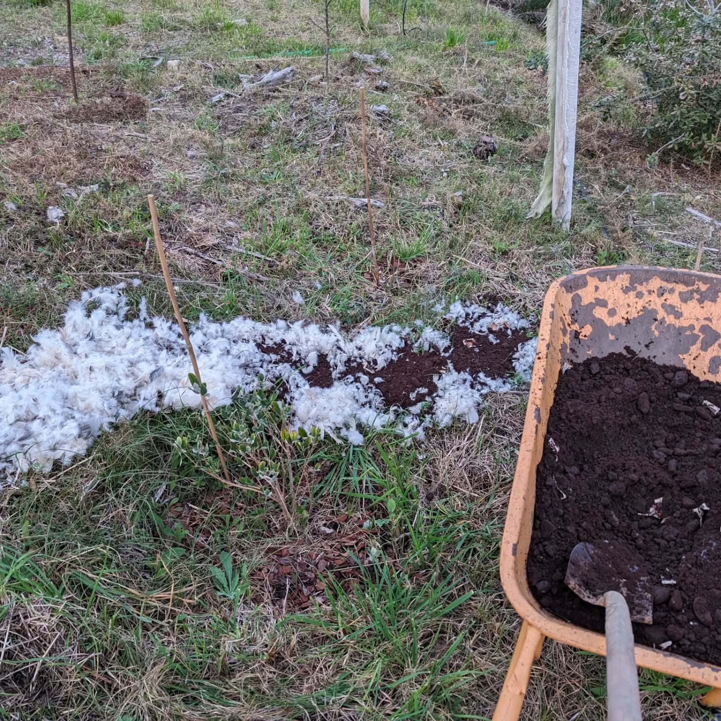 Soil care and closing nutrient cycles: mulching with feathers from harvested ducks, coffee grinds from the neighboring restaurant, and free biomass from a garden care team.