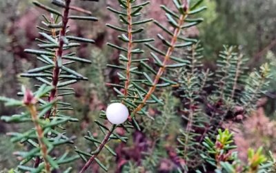 A few Camarinhas (Portuguese seaberry) are fruiting.
