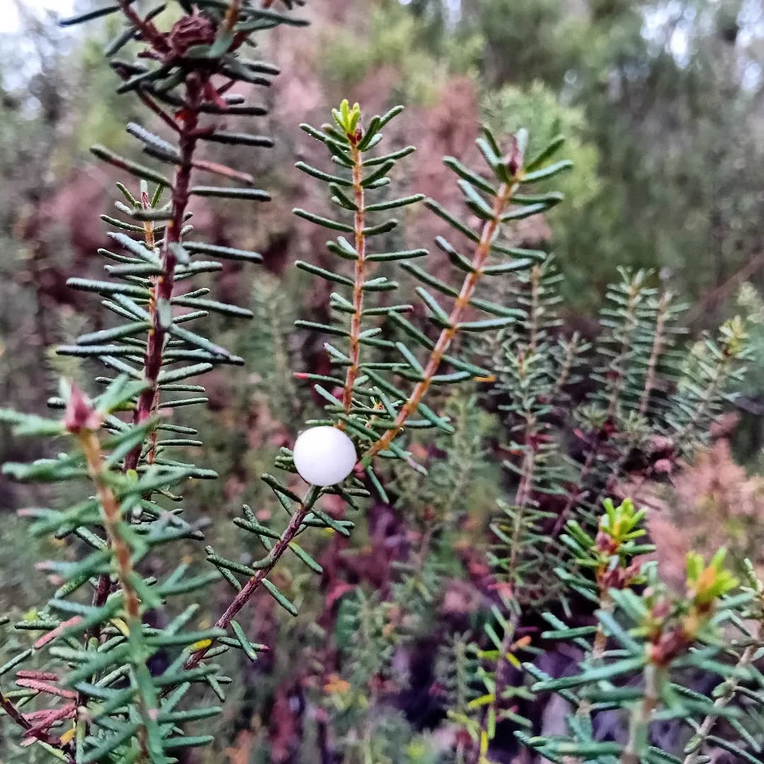 A few Camarinhas (Portuguese seaberry) are fruiting.