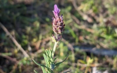 Flowering lavender.