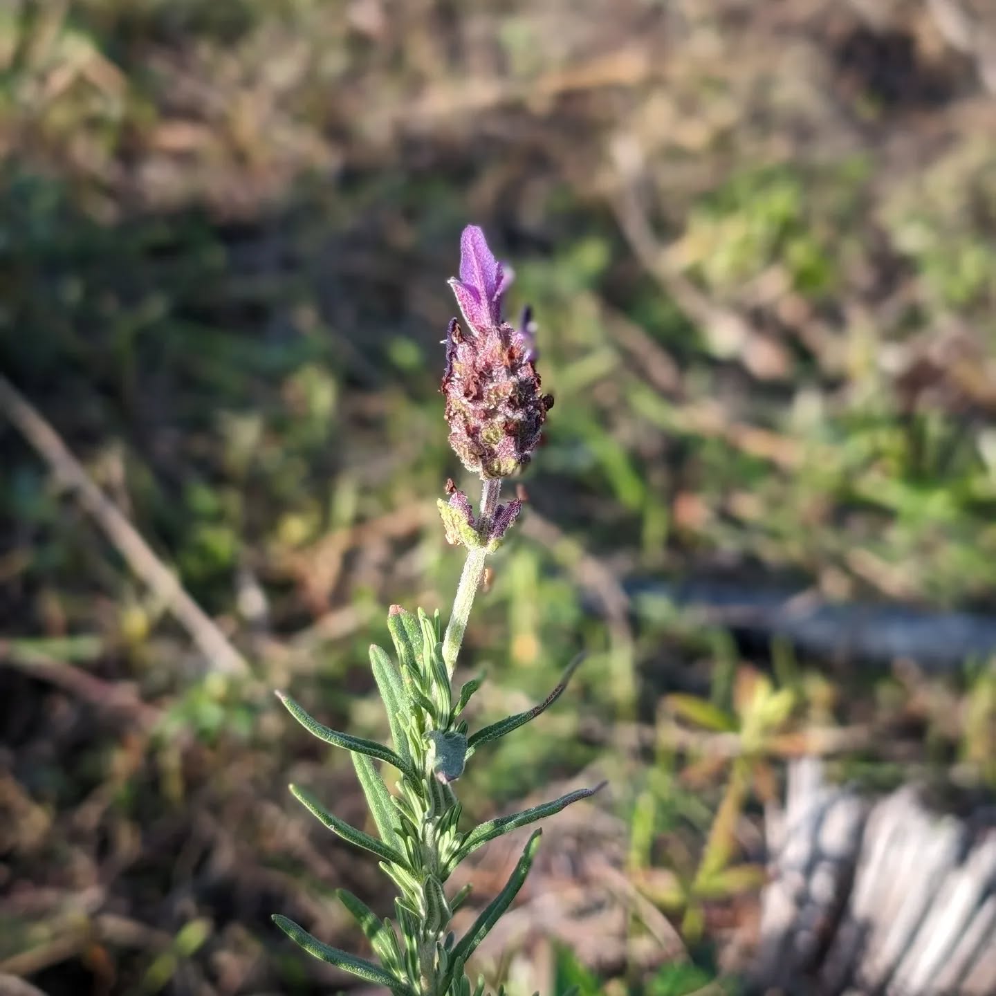 Flowering lavender.