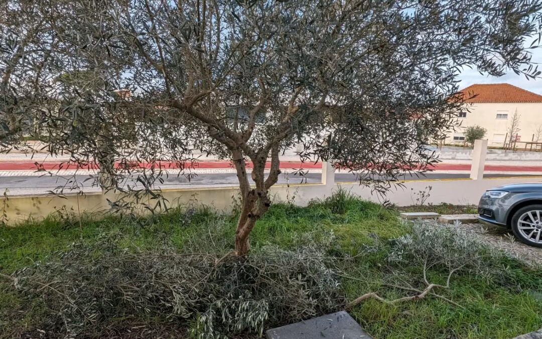 Pruning the olive trees.