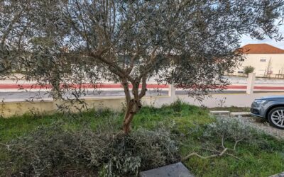 Pruning the olive trees.