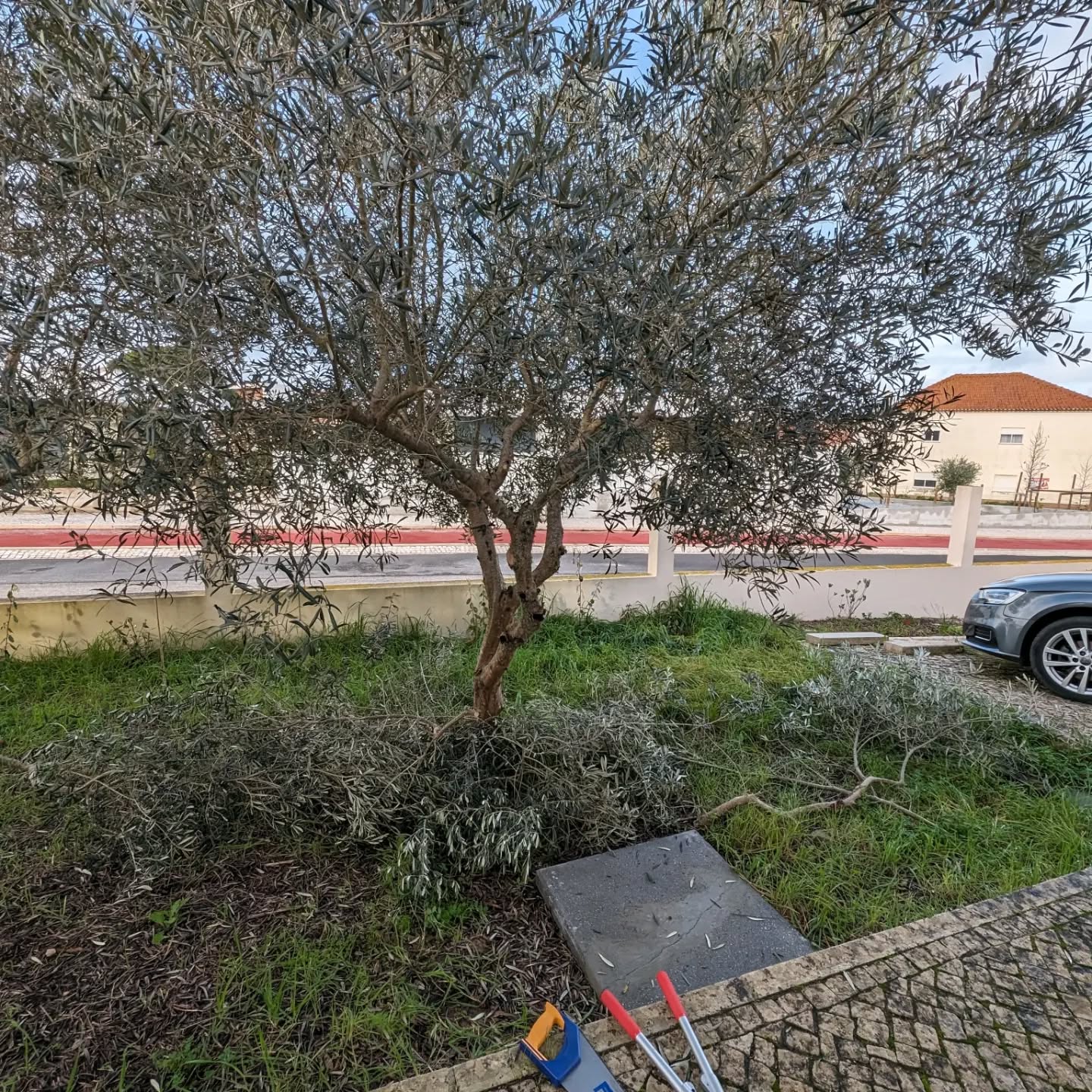 Pruning the olive trees.