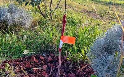 Enriching our food forest with some grape-tastic additions! 🍇🦆🌳
