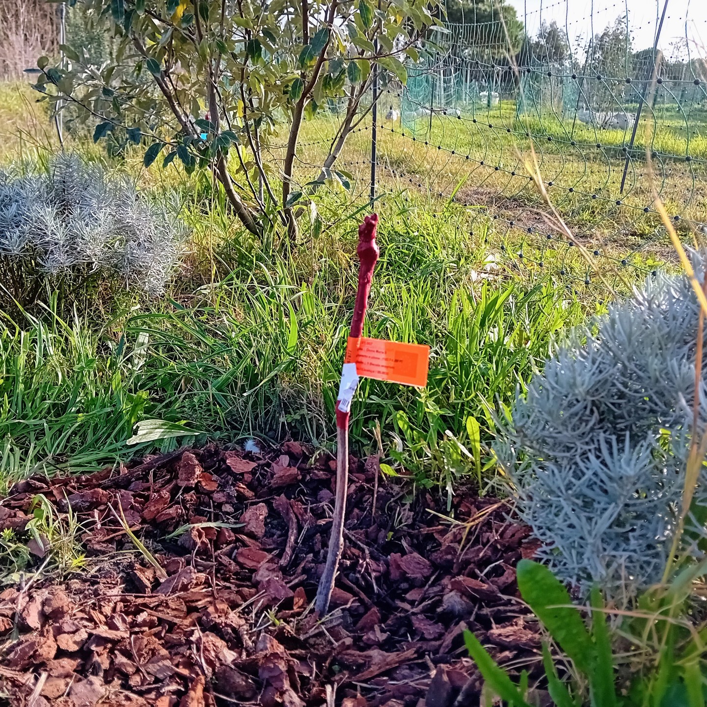 Enriching our food forest with some grape-tastic additions! 🍇🦆🌳