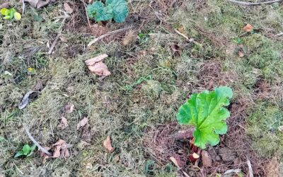 Our perennial vegetable (and some fruits!) garden is coming along beautifully! 🍓🪴🌿