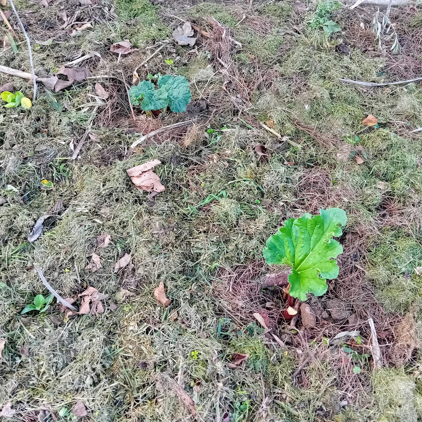 Our perennial vegetable (and some fruits!) garden is coming along beautifully! 🍓🪴🌿