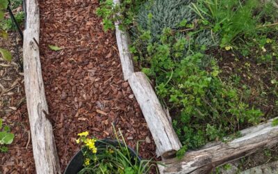 Weeding the veggie garden.