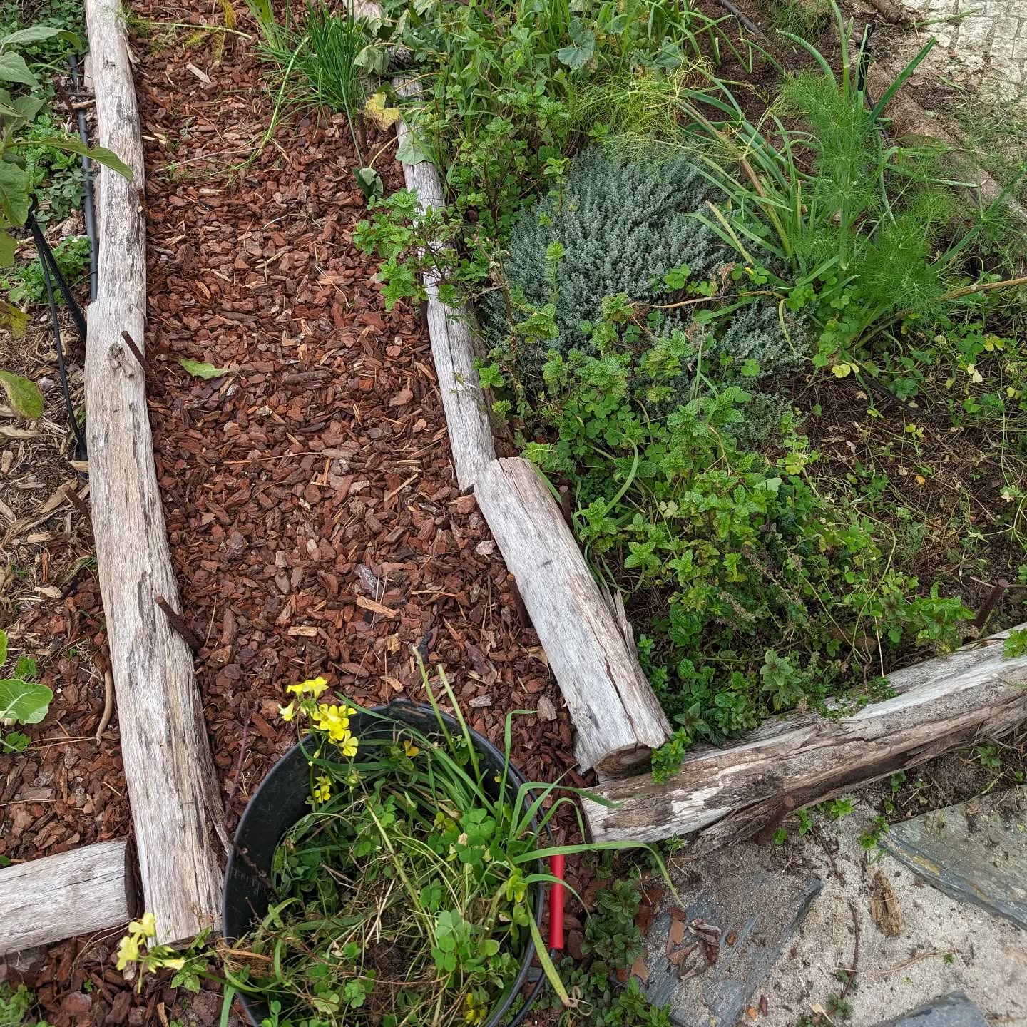 Weeding the veggie garden.
