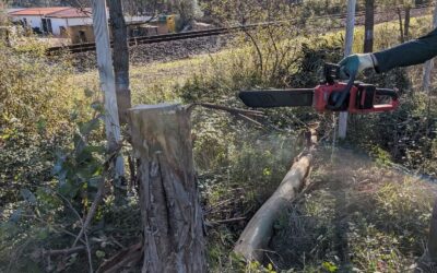 Our guest cut one of the big eucalyptus trees. After resting for a week or so, it’ll be inoculated for mushroom production.