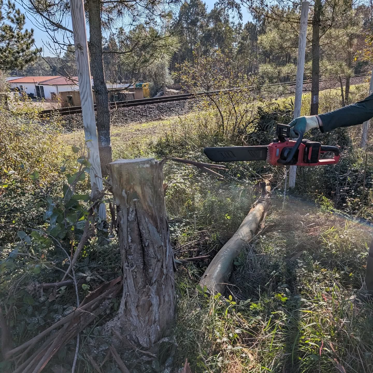 Our guest cut one of the big eucalyptus trees. After resting for a week or so, it’ll be inoculated for mushroom production.