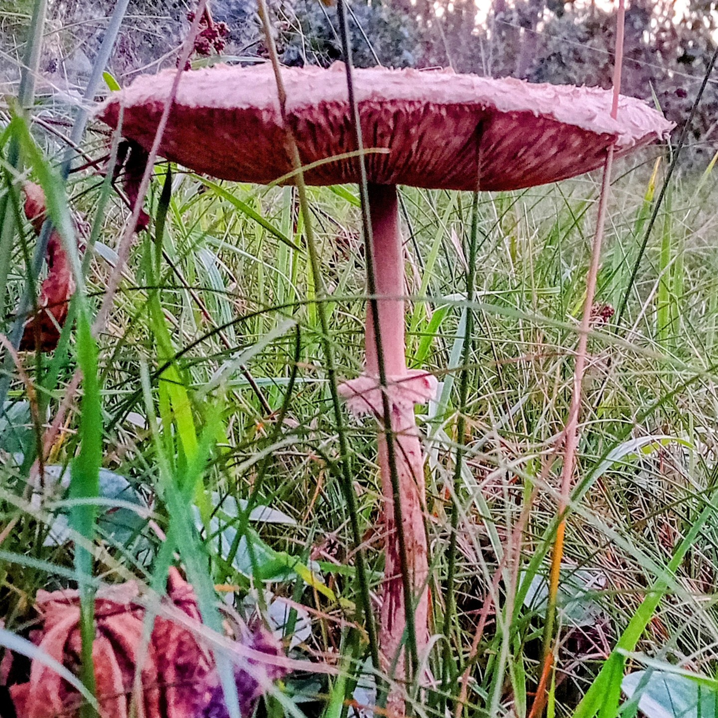 The most beautiful umbrella…!