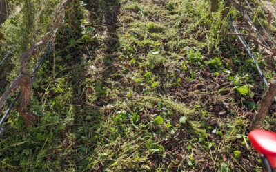 The grapevine area in zone 1 got cleaned and covered with compost and chipped branches.