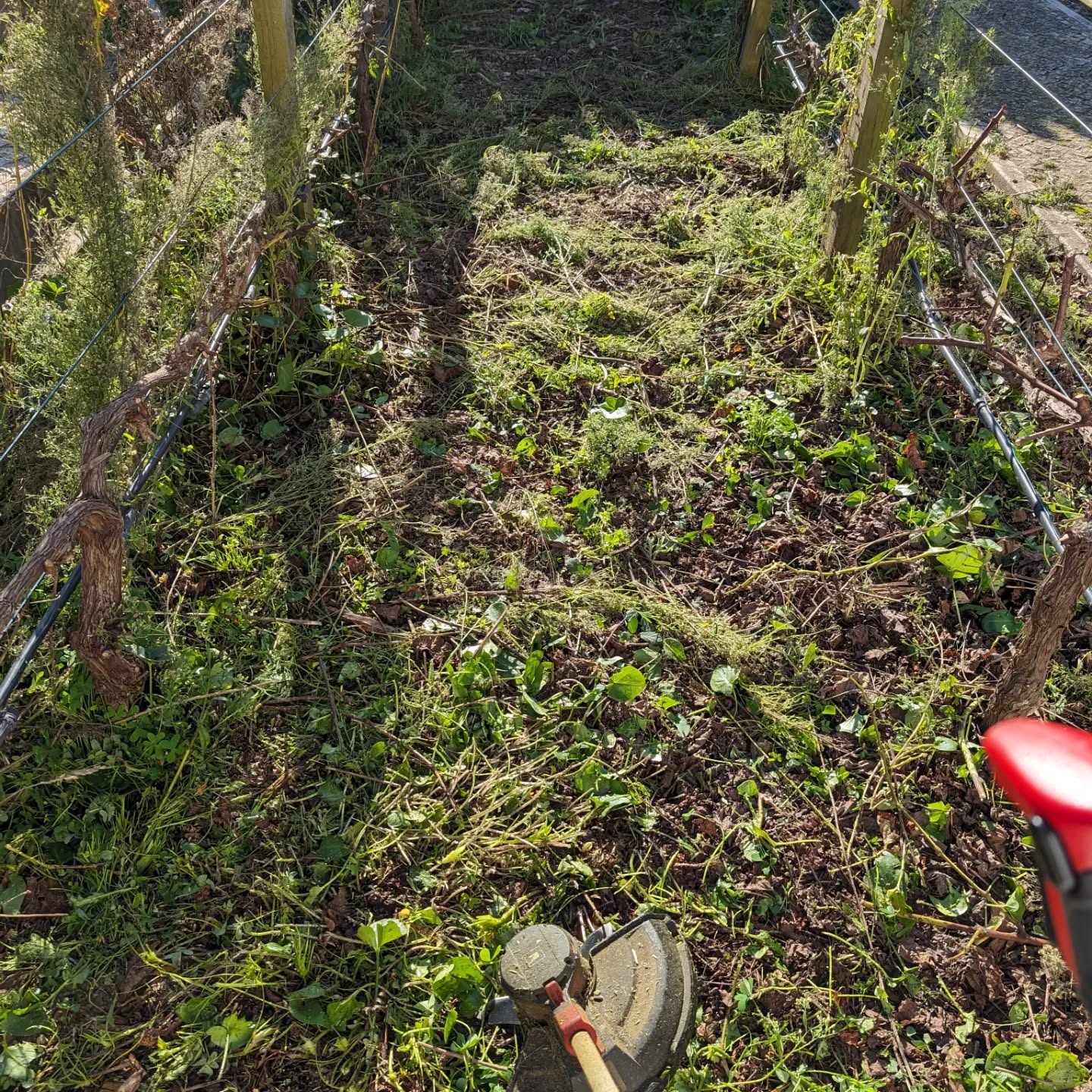 The grapevine area in zone 1 got cleaned and covered with compost and chipped branches.