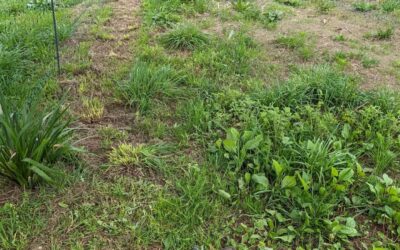 Mowing one of the duck grazing strips for maintenance, and access paths in the center.