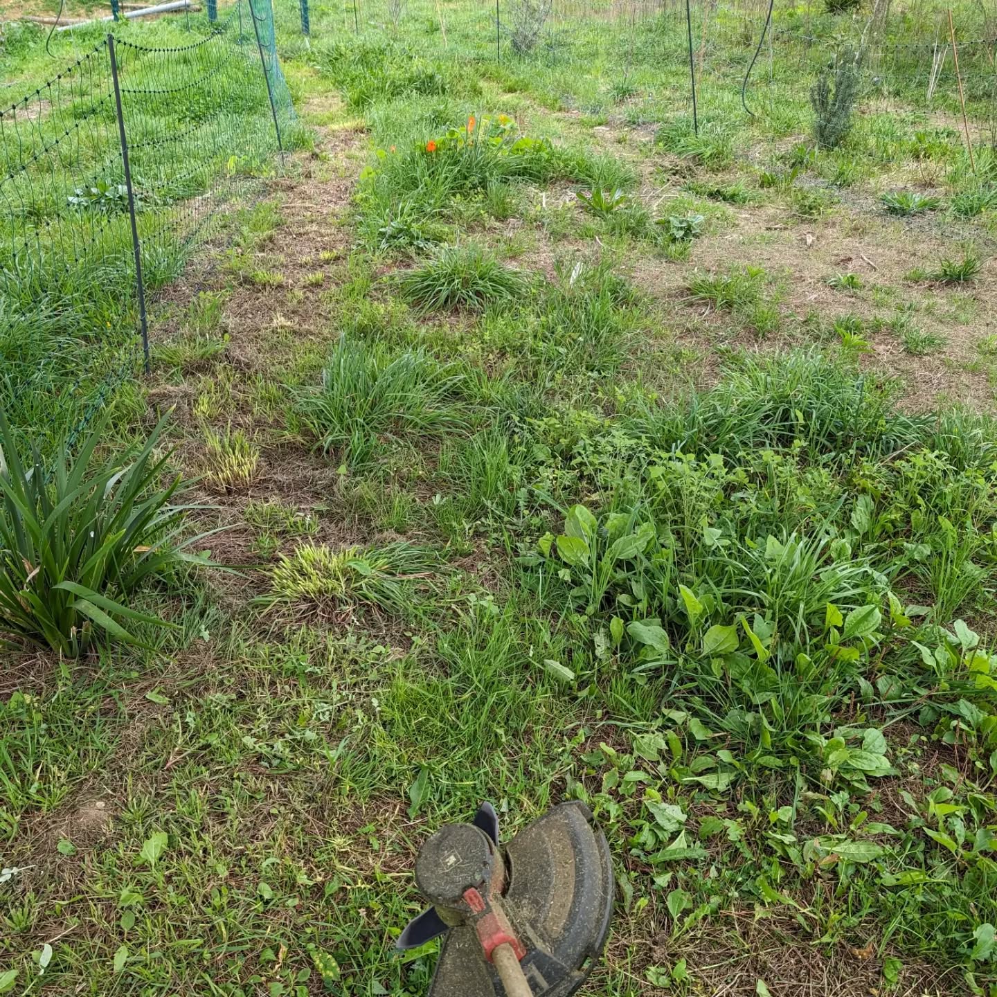 Mowing one of the duck grazing strips for maintenance, and access paths in the center.