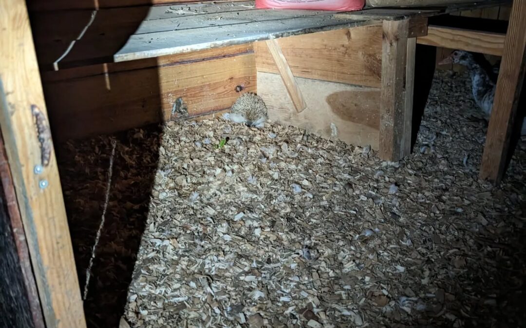 Hedgehog chilling in one of the duck coops. Neither it nor the ducks seemed to mind the company.