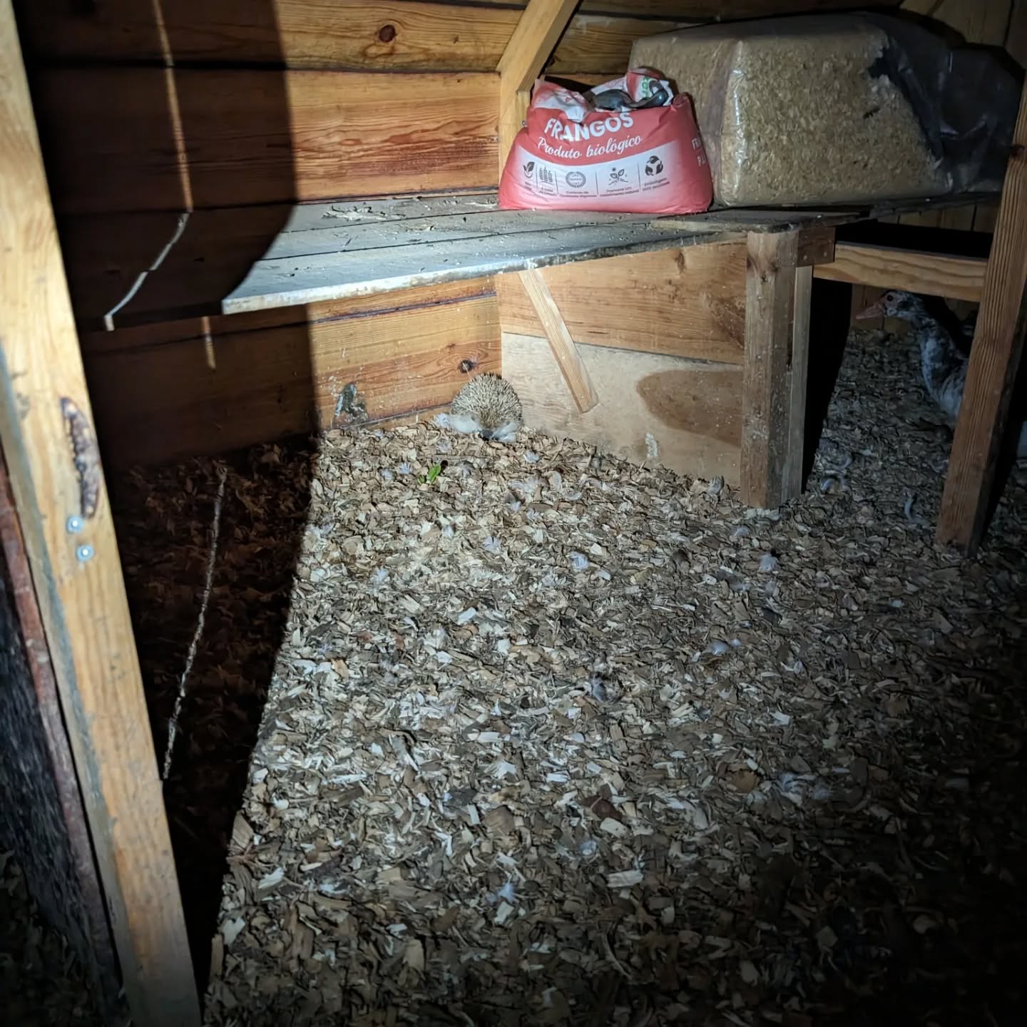 Hedgehog chilling in one of the duck coops. Neither it nor the ducks seemed to mind the company.