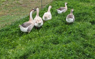 Moved the birds to fresh grazing strips.