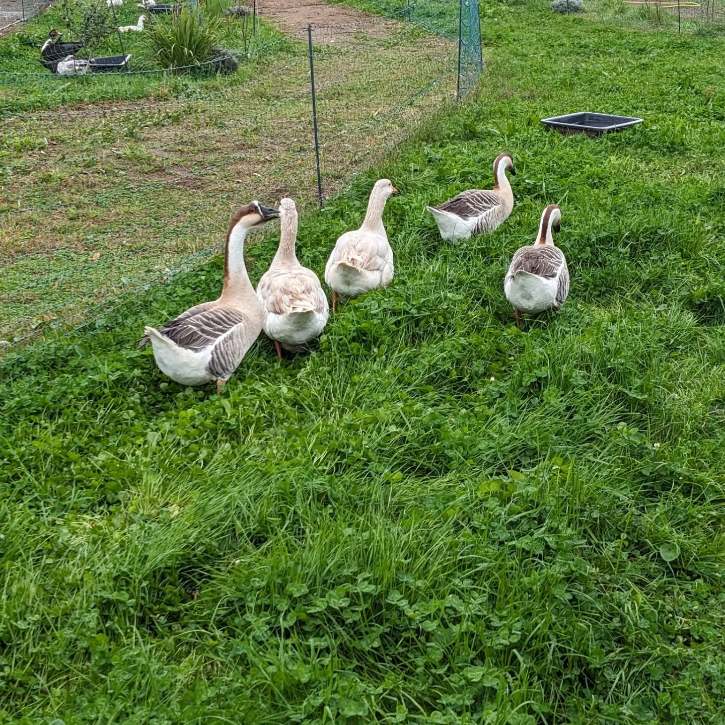 Moved the birds to fresh grazing strips.