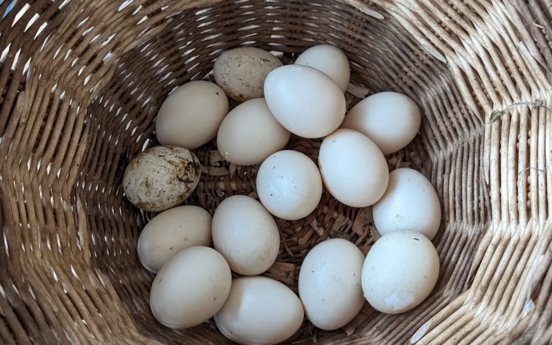 Today’s egg harvest. The ducks are on a roll!