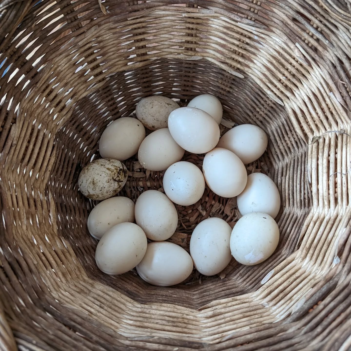 Today’s egg harvest. The ducks are on a roll!
