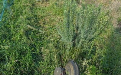 Mowing under the electric fence.