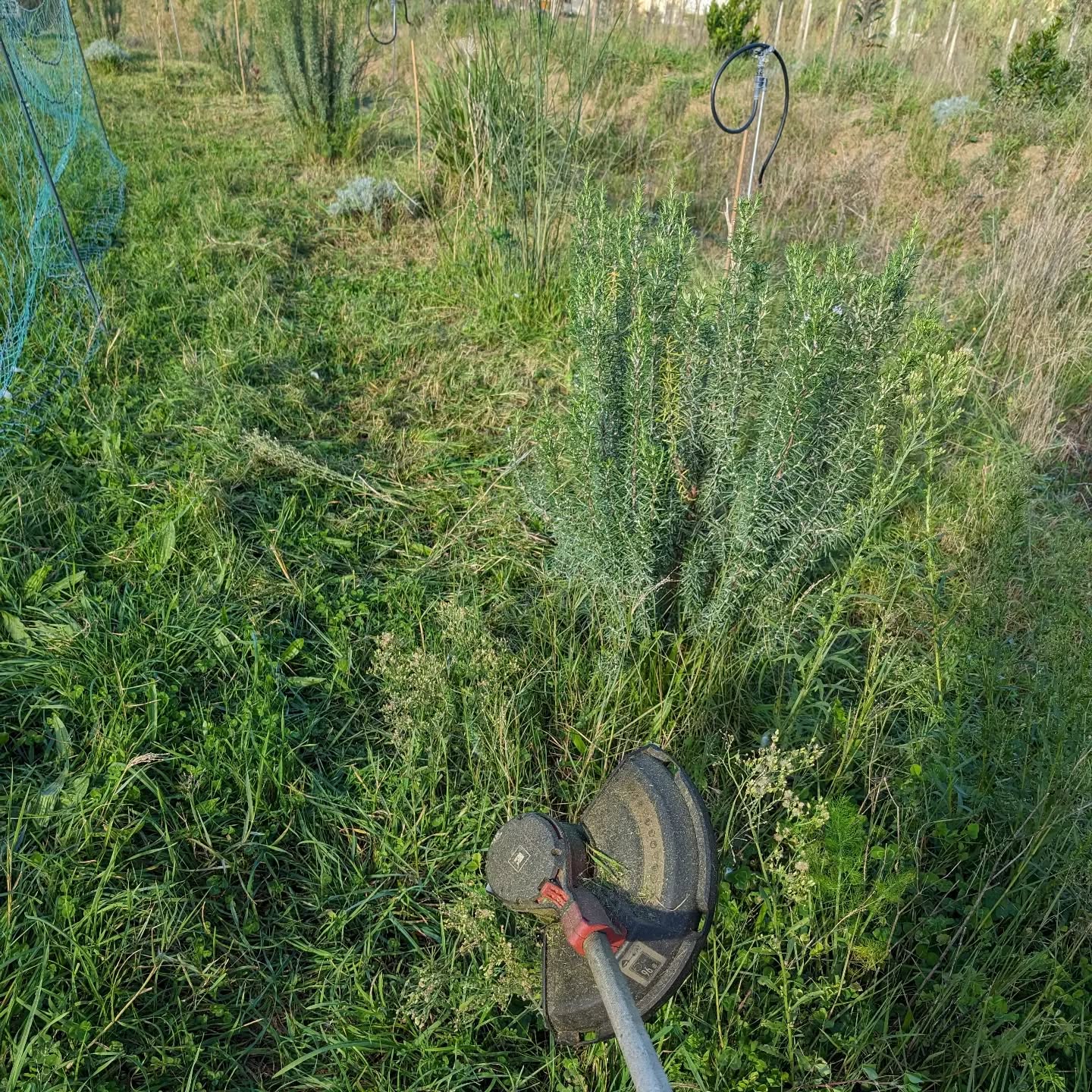 Mowing under the electric fence.