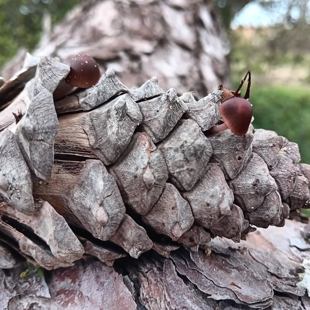 Mushrooms colonising a pine cone.