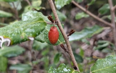 Ebbing’s silverberry (elaeagnus ebbingei) fruit.