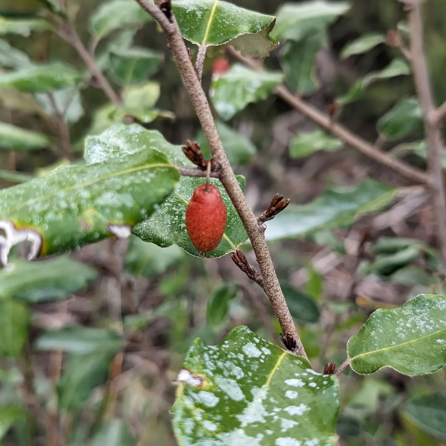 Ebbing’s silverberry (elaeagnus ebbingei) fruit.
