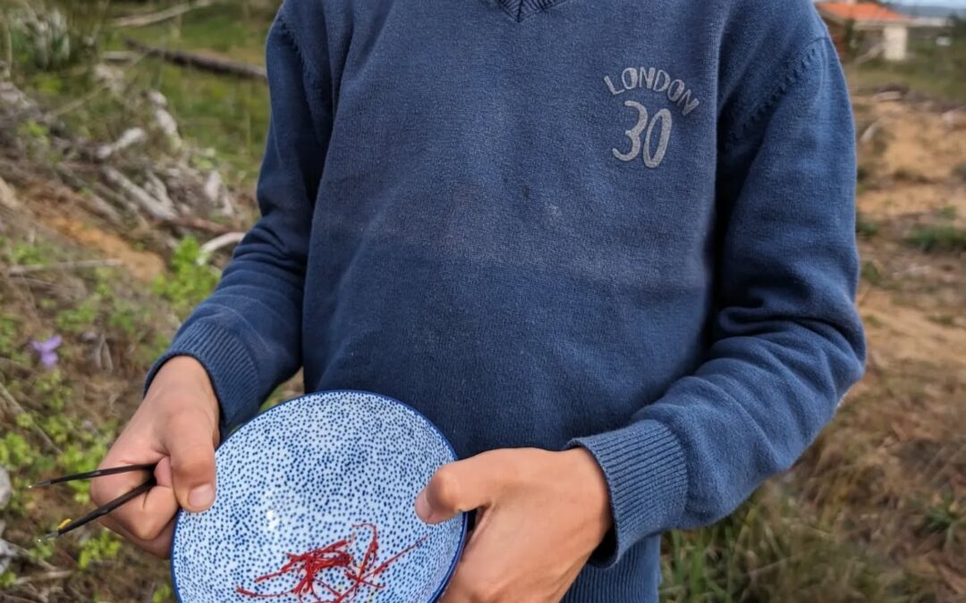 Harvesting saffron. It’s not a lot, but it’s exciting!