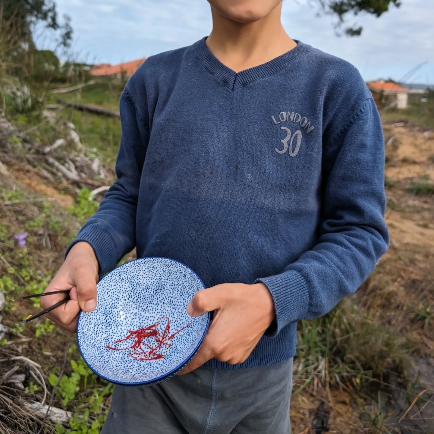 Harvesting saffron. It’s not a lot, but it’s exciting!