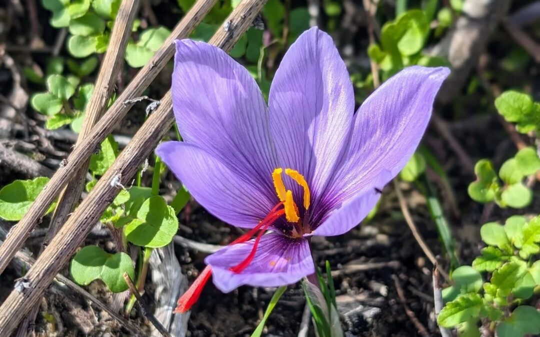 The saffron is flowering!