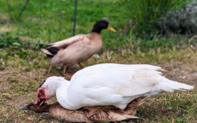Muscovy male mating a Khaki Campbell female.