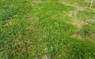 Mowing under the electric fence lines in zone 2. The ducks are supervising the work, as usual.