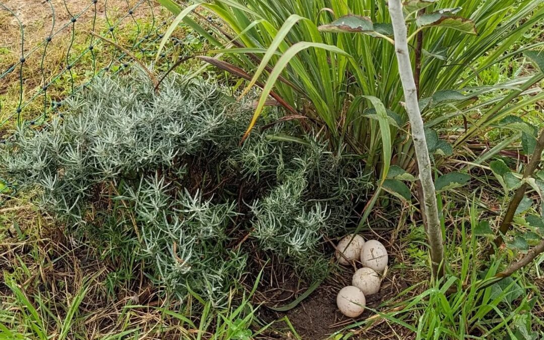 Unlike the Muscovies, the Khaki Campbells seem a lot more relaxed about where they lay their eggs.