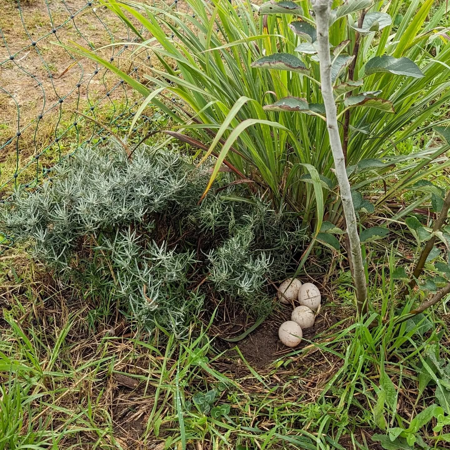 Unlike the Muscovies, the Khaki Campbells seem a lot more relaxed about where they lay their eggs.
