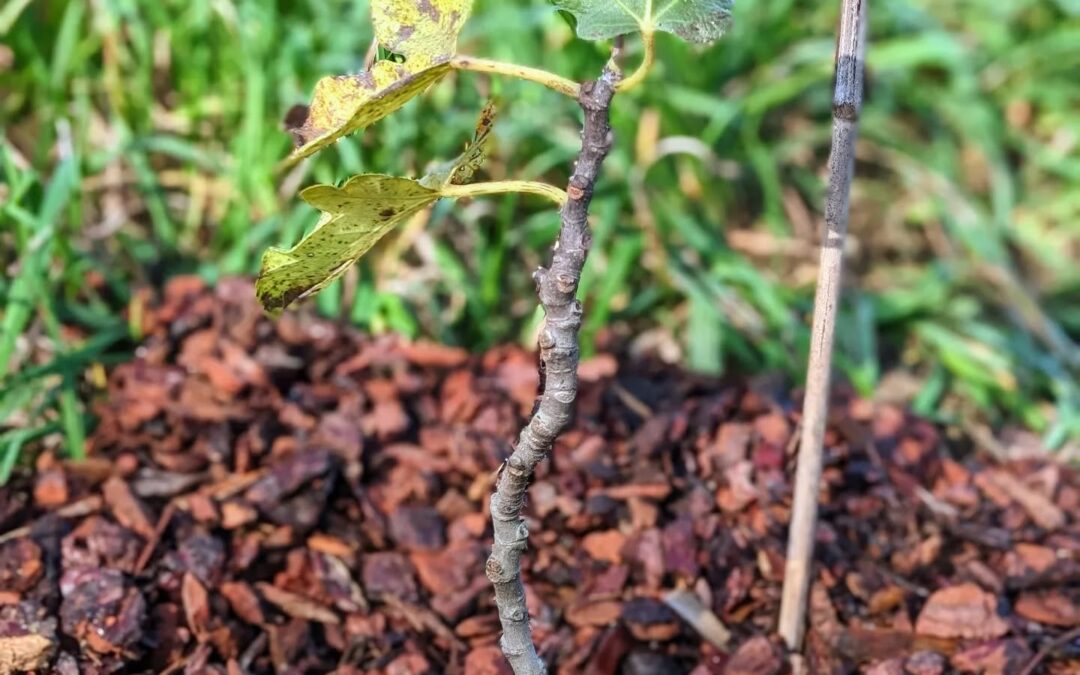 More replacement plantings. Pictured: a “Torres Novas” variety fig.