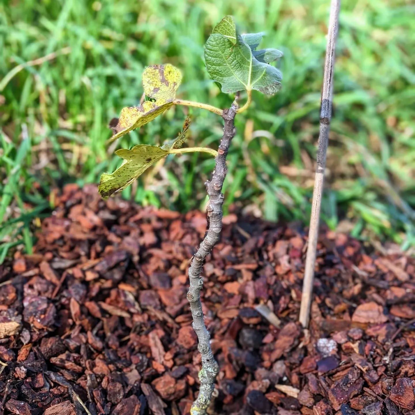 More replacement plantings. Pictured: a “Torres Novas” variety fig.
