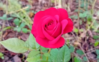 Hello, beautiful #roses.