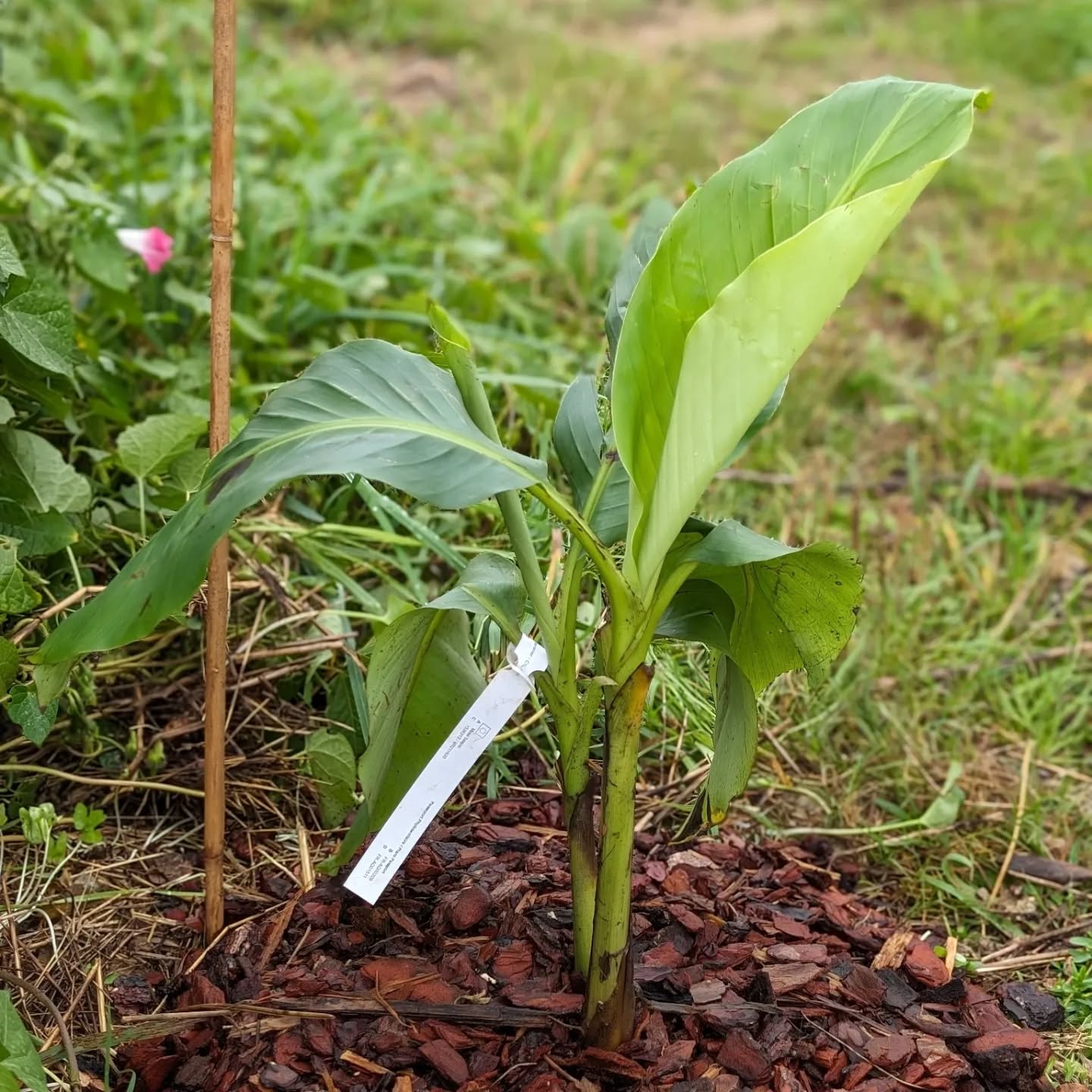 Replacement plantings continued.