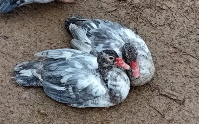 Muscovy duck siblings. So peaceful and kind to each other.