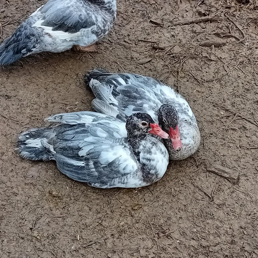Muscovy duck siblings. So peaceful and kind to each other.