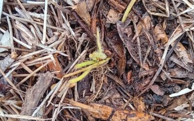 The Autumn planting season is kicking off. We’ll be planting a few small plants and replacing some trees that didn’t make it.