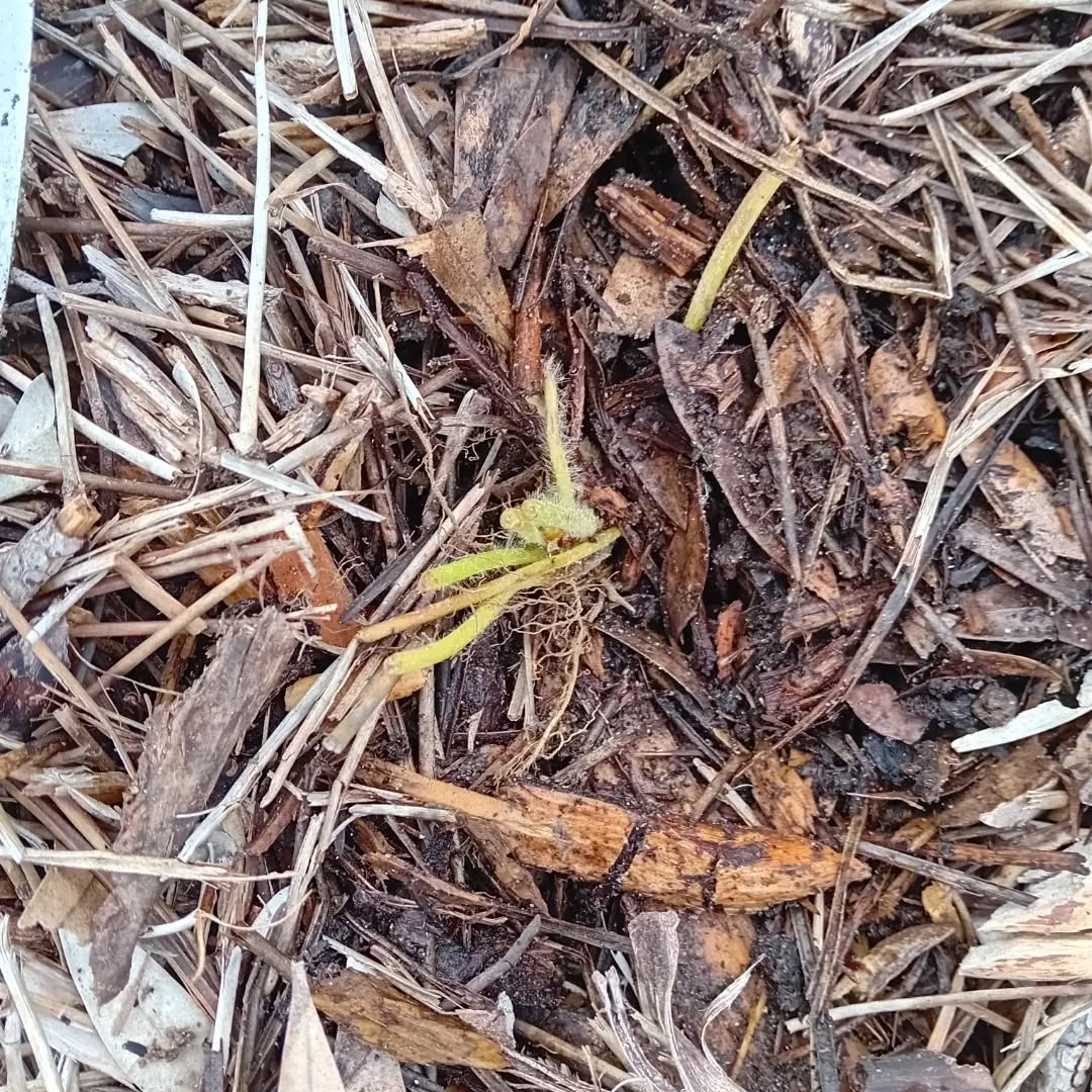 The Autumn planting season is kicking off. We’ll be planting a few small plants and replacing some trees that didn’t make it.