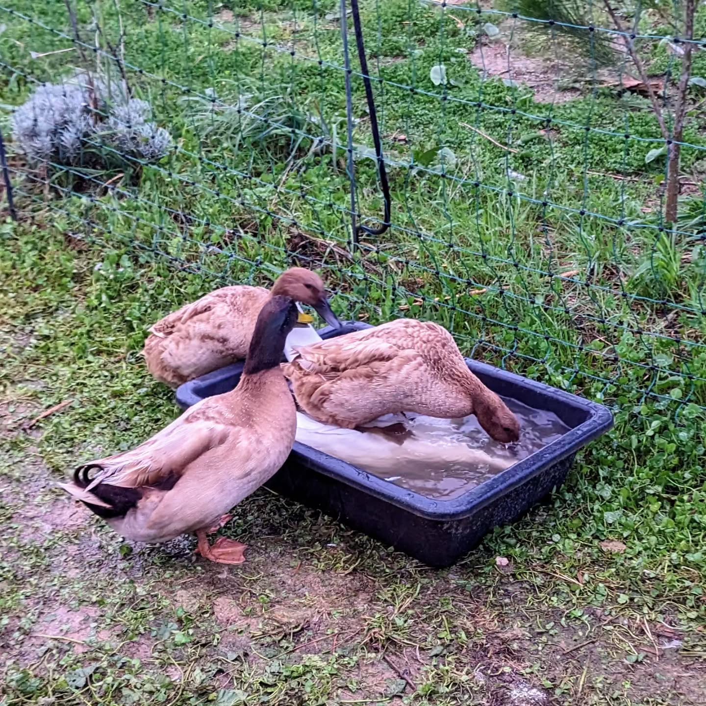 Mixed race lesbian fun?